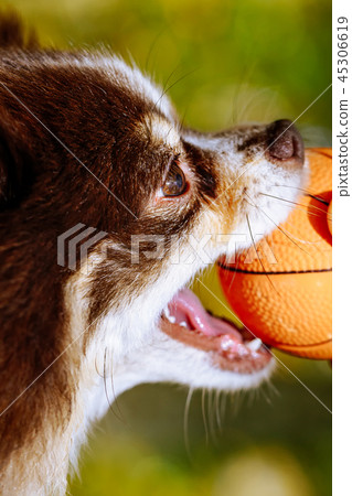 Spitz playing with a ball, closeup  45306619