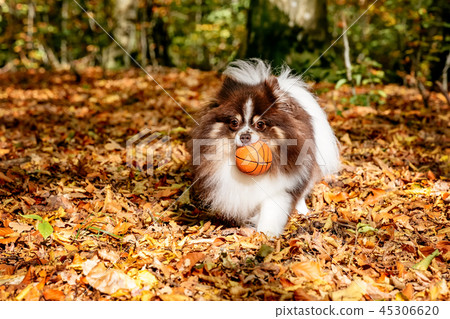 Spitz playing with a ball in the autumn forest Spitz playing with a ball in the autumn forest 45306620