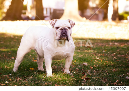 wrinkly english bulldog