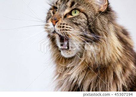 Hungry black tabby Maine Coon cat 45307194
