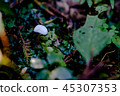 White one point 45307353