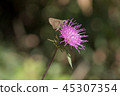 Thistle 45307354
