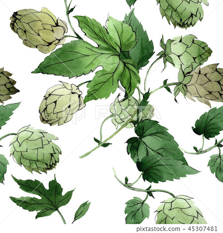 Hops. Green leaf. Botanical garden floral foliage. Watercolor background illustration set Hops. Green leaf. Botanical garden floral foliage. Watercolor background illustration set 45307481