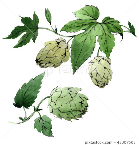 Hops. Isolated Hops illustration element. Green leaf. Leaf plant botanical garden floral foliage Hops. Isolated Hops illustration element. Green leaf. Leaf plant botanical garden floral foliage 45307505