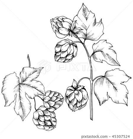 Vector. Black and white engraved humulus ink art. Isolated humulus illus 45307524