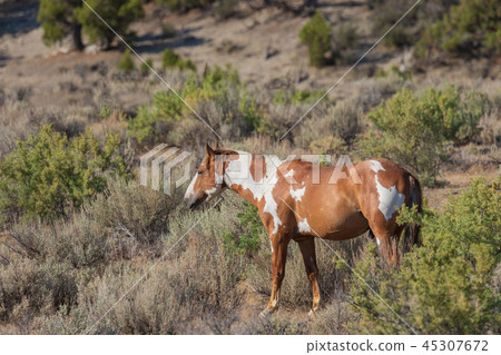 Wild Horse in the High Desert Wild Horse in the High Desert 45307672