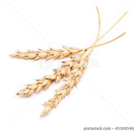wheat ears 45308548