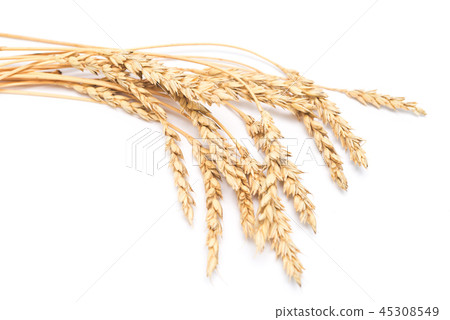 wheat ears wheat ears 45308549