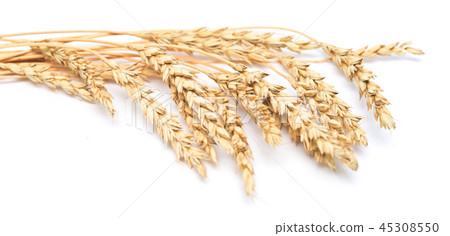 wheat ears 45308550