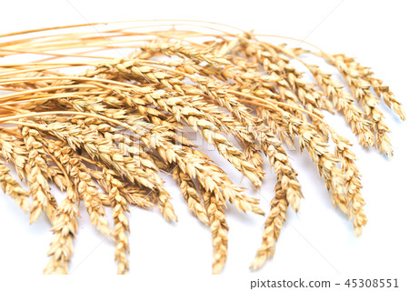 wheat ears 45308551