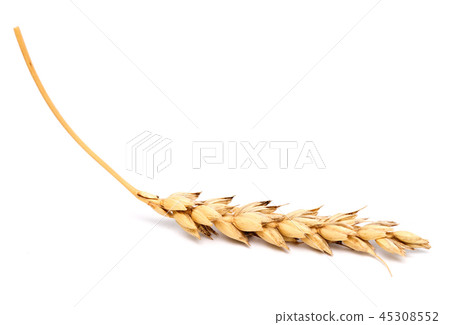 wheat ear wheat ear 45308552