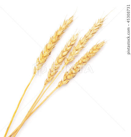 wheat ears wheat ears 45308731
