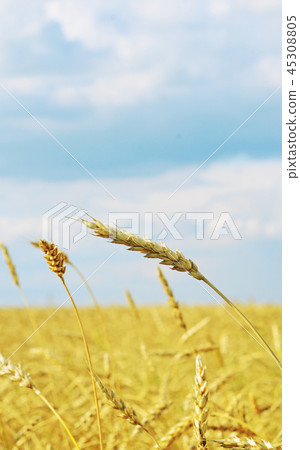 wheat field wheat field 45308805