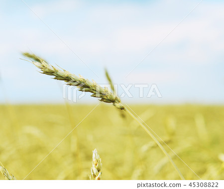 wheat ear wheat ear 45308822