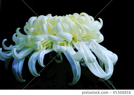 Okuwa Okuwa 45308858