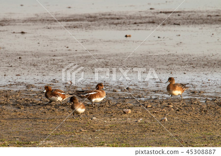Several Wigeons 45308887