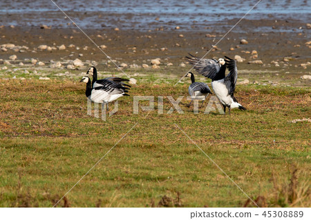 Several barnacle geese 45308889