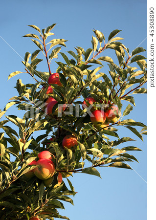 Ripe apples on the branch 45308890