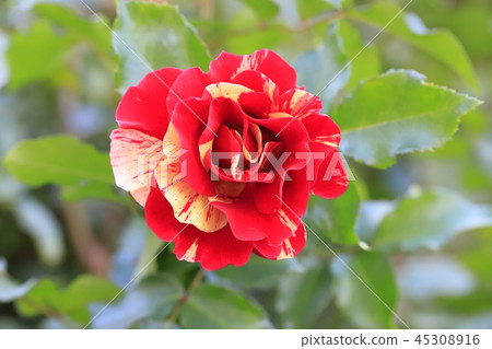 Keisei Rose Garden Yachiyo City, Chiba Prefecture 45308916