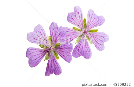 geranium flowers isolated geranium flowers isolated 45309232
