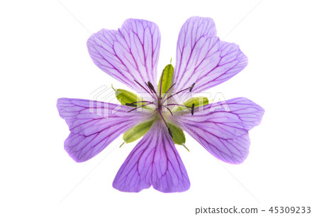 geranium flowers isolated 45309233