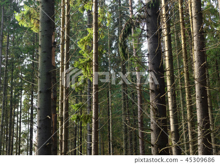 Pine forest at autumn. 45309686