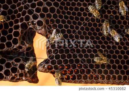 close up honeycomb in wooden frame with bees on it close up honeycomb in wooden frame with bees on it 45310082