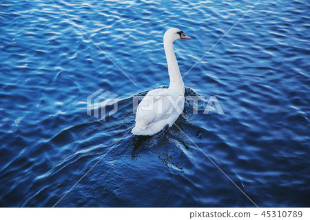 white swan swims in the lake white swan swims in the lake 45310789