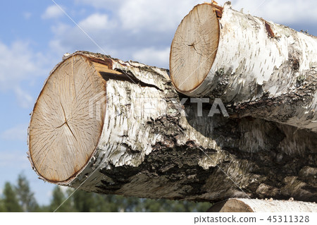 striped birch trunks 45311328