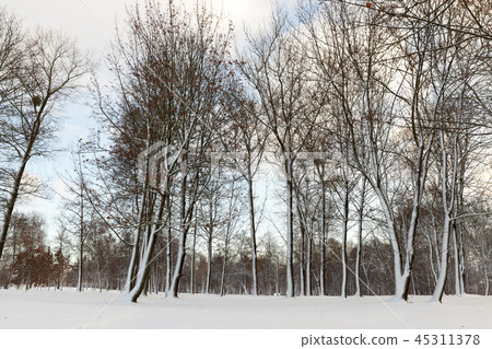 trees in winter forest 45311378