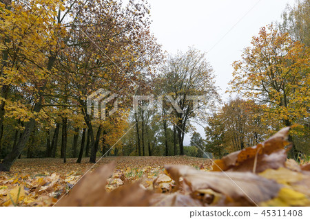 Yellow maple foliage Yellow maple foliage 45311408