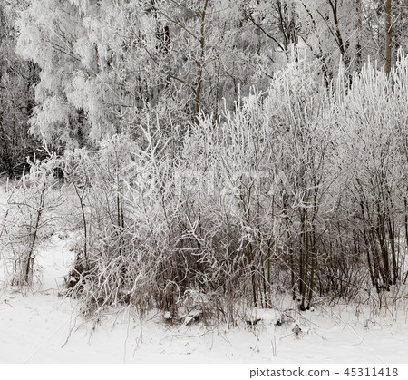 Photographed winter forest 45311418