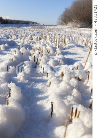 Snow covered field 45311423