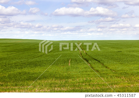 wheat green 45311587