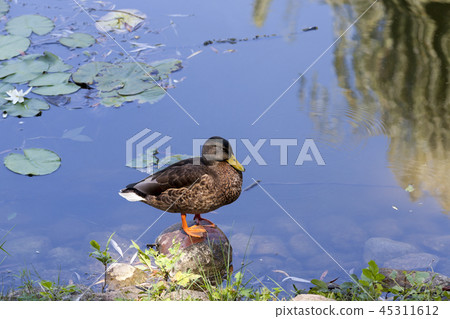 duck rest duck rest 45311612