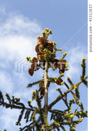 cones fir cones fir 45311637