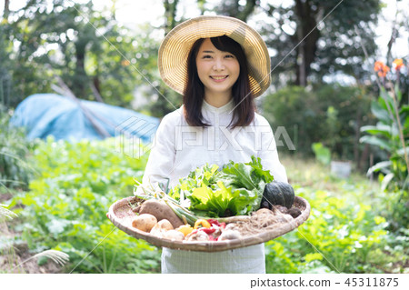 Agriculture Vegetable Producer Harvest Farmer Agriculture Vegetable Producer Harvest Farmer 45311875