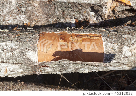 trunks of birch 45312032