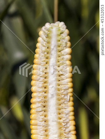 cob corn structure inside 45312053