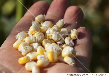 lying in the hand the yellow seeds 45312054