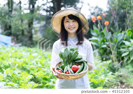 農業蔬菜生產者收穫農民 農業蔬菜生產者收穫農民 45312105