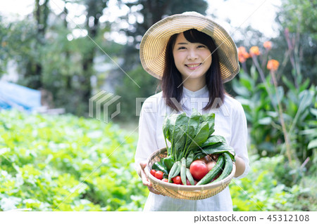農業蔬菜生產者收穫農民 農業蔬菜生產者收穫農民 45312108