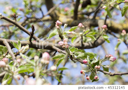 beautiful red flowers 45312145