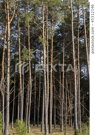 summer landscape summer landscape 45312146