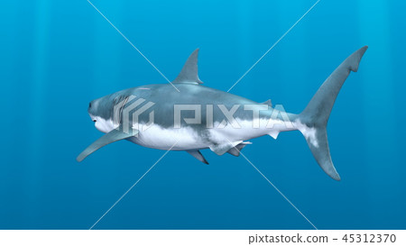 shark  45312370
