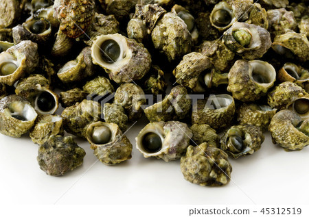 蒂姆鮑勒 45312519