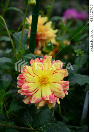 遊行 遊行 45312706