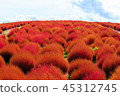 Kokia 45312745