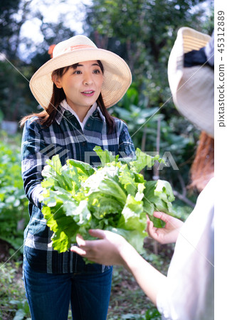 農業蔬菜生產者收穫農民 農業蔬菜生產者收穫農民 45312889