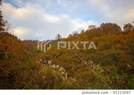 Autumn leaves 45313097